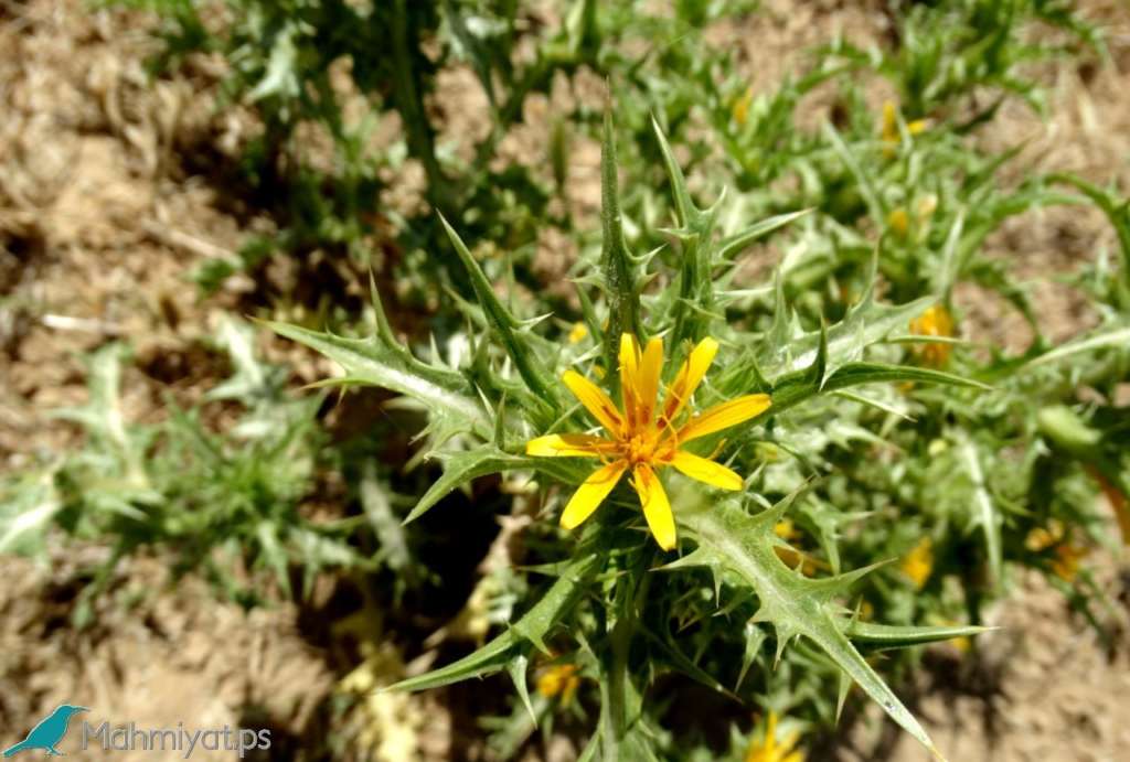 health benefits of golden thistle